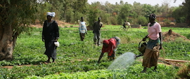 In Focus: Family Farming in Africa
